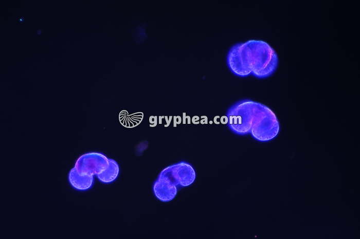 Pollen Pin x 100 - gryphea.com